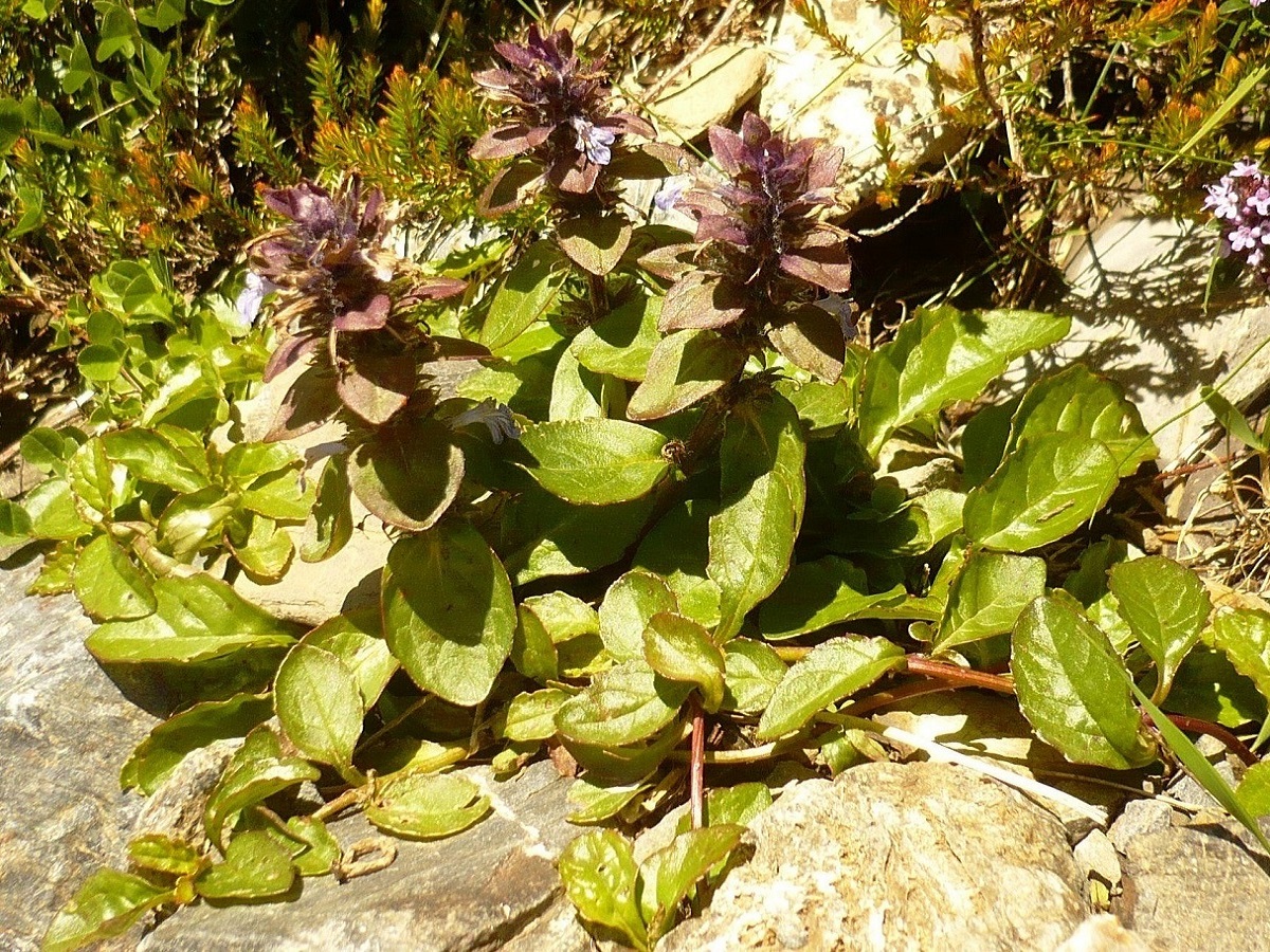 Ajuga x hampeana (Lamiaceae)